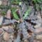 Euphorbia Decaryi, Exotic Mini Plant From Madagascar
