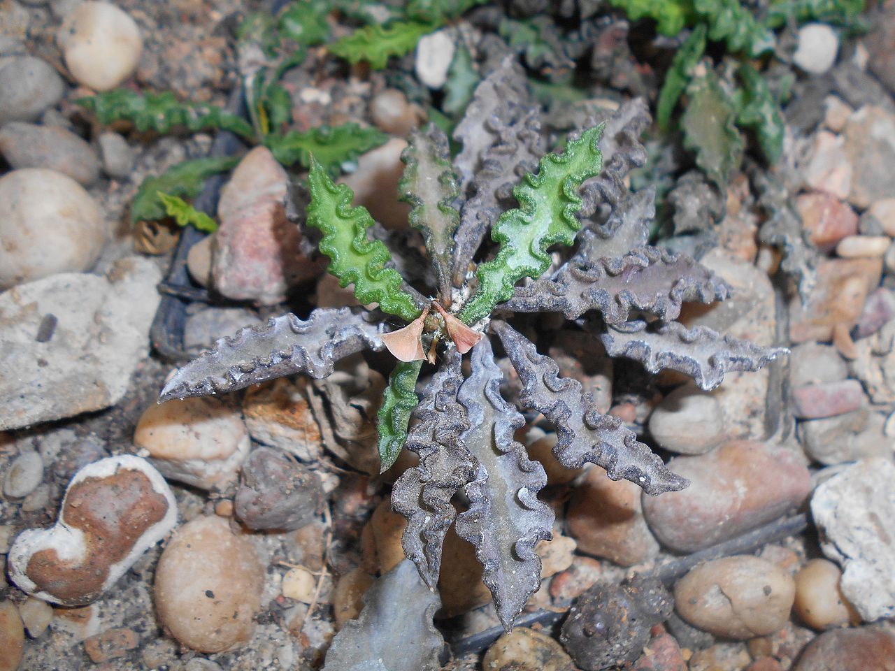 Euphorbia Decaryi, An Exotic Mini Plant From Madagascar.